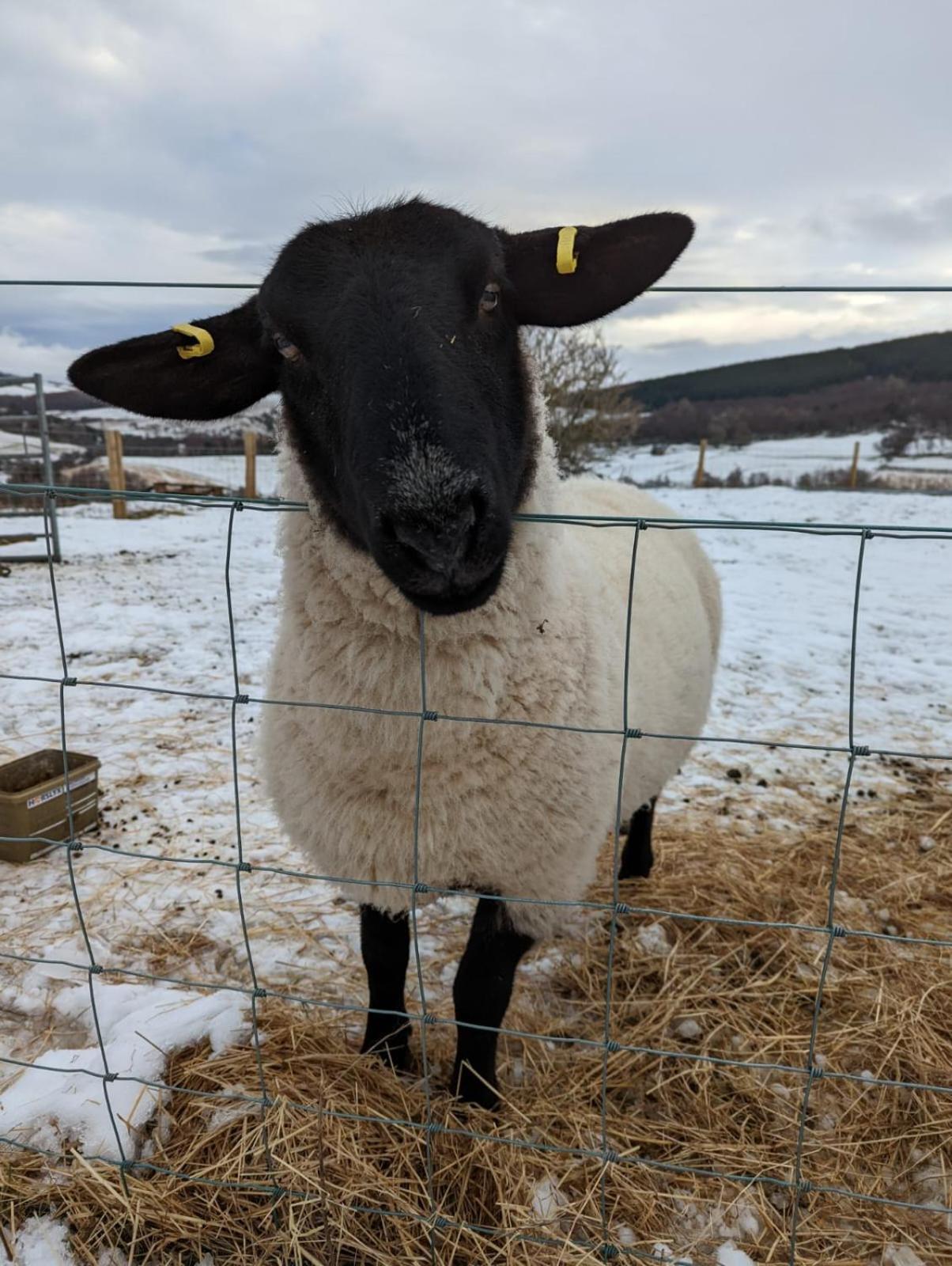 Bed and Breakfast Lettoch Farm Dufftown Esterno foto