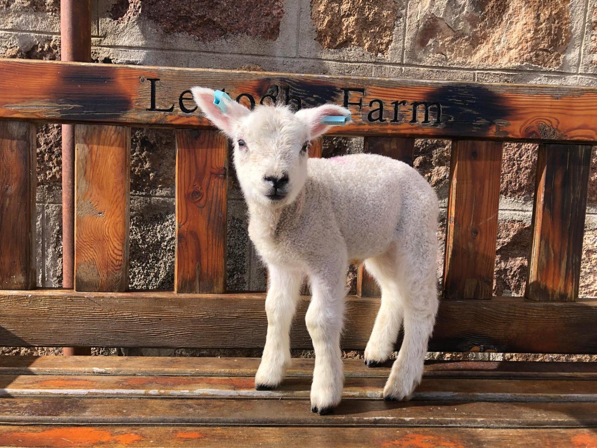 Bed and Breakfast Lettoch Farm Dufftown Esterno foto